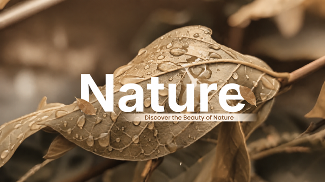 Banner Right  Image 